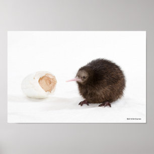 Affiche Oiseau de kiwi de bébé haché de l'oeuf