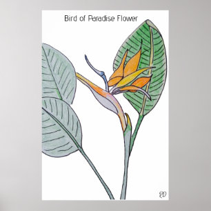 Affiche Oiseau de la Fleur du Paradis