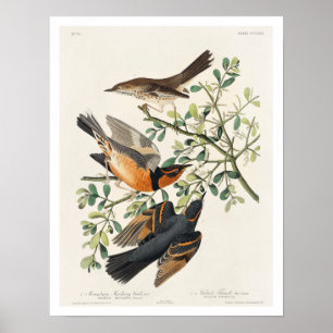 Affiche Oiseau de la montagne et Grive variée par Audubon