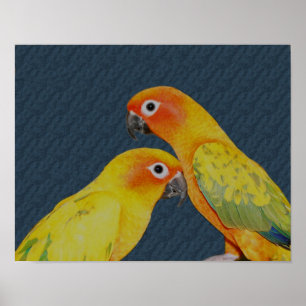 Affiche Oiseau de la paire de perroquets Sun Conure