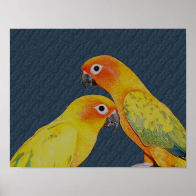 Affiche Oiseau de la paire de perroquets Sun Conure (Devant)