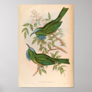 Affiche Oiseau de martin-pêcheur vert Nyctiornis Athertoni