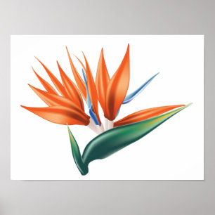Affiche Oiseau de paradis, fleur exotique strelitzia