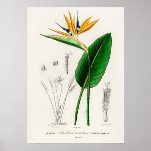 Affiche Oiseau de paradis (Strelitzia Reginae)
