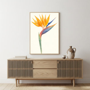 Affiche Oiseau de Paradise