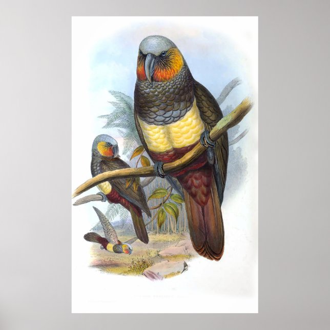 Affiche Oiseau de perroquet vintage (Devant)