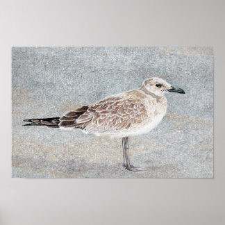 Affiche Oiseau de Plage