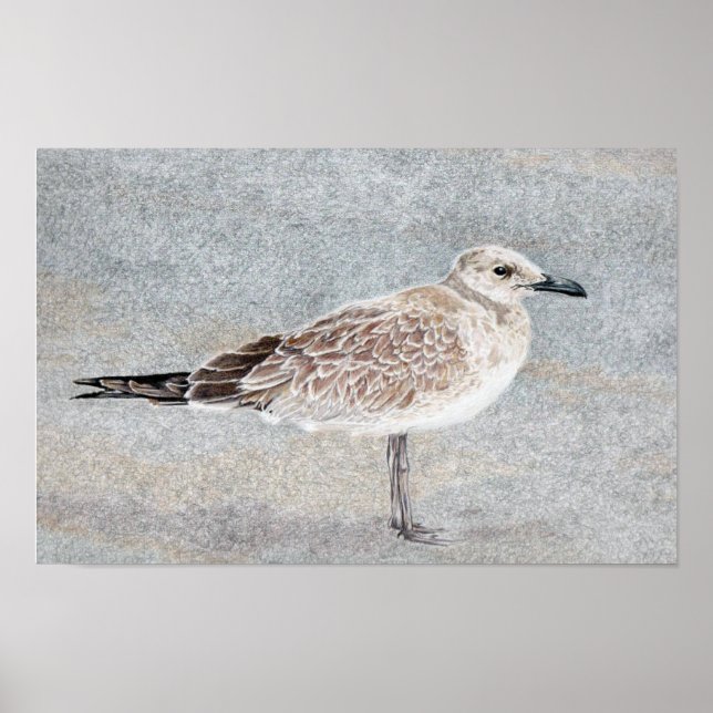 Affiche Oiseau de Plage (Devant)
