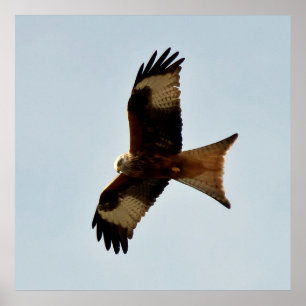 Affiche oiseau de proie