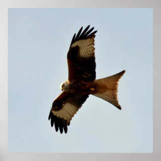 Affiche oiseau de proie