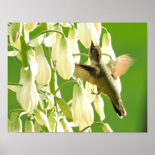 Affiche Oiseau de ronflement (Devant)