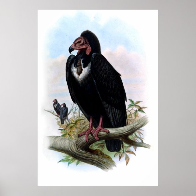 Affiche Oiseau de vautour noir vintage (Devant)