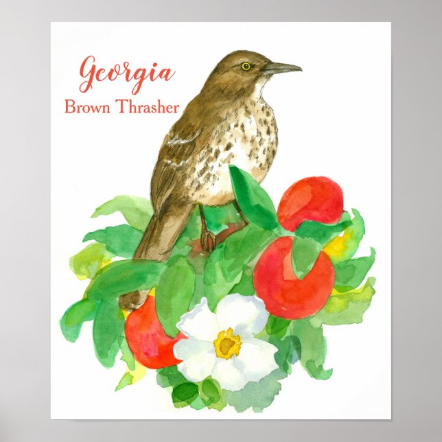 Affiche Oiseau d'État de Géorgie Brown Thrasher (Devant)