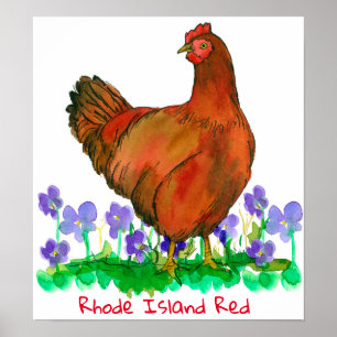 Affiche Oiseau d'État de Rhode Island Violets de poulet ro