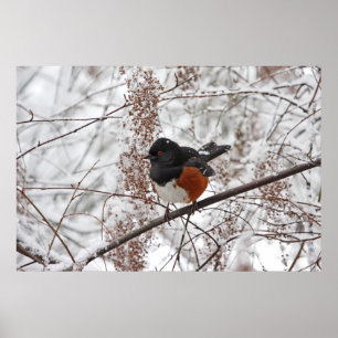 Affiche Oiseau d'hiver dans la neige