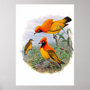 Affiche Oiseau D'Or vintage Du Paradis