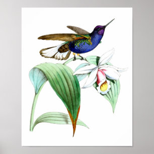 Affiche Oiseau du colibri no.1 et art botanique de mur