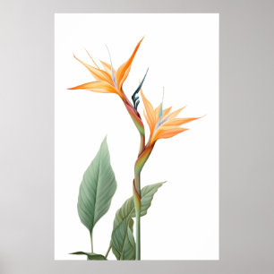 Affiche Oiseau du dessin du paradis (fleur)