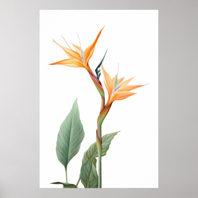 Affiche Oiseau du dessin du paradis (fleur) (Devant)