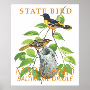 Affiche Oiseau du Maryland L'Icterus galbula