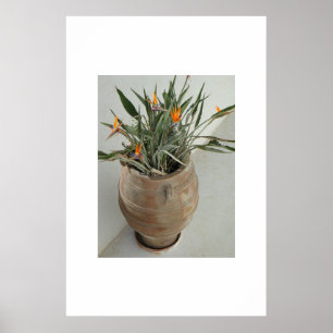 Affiche Oiseau du Paradis