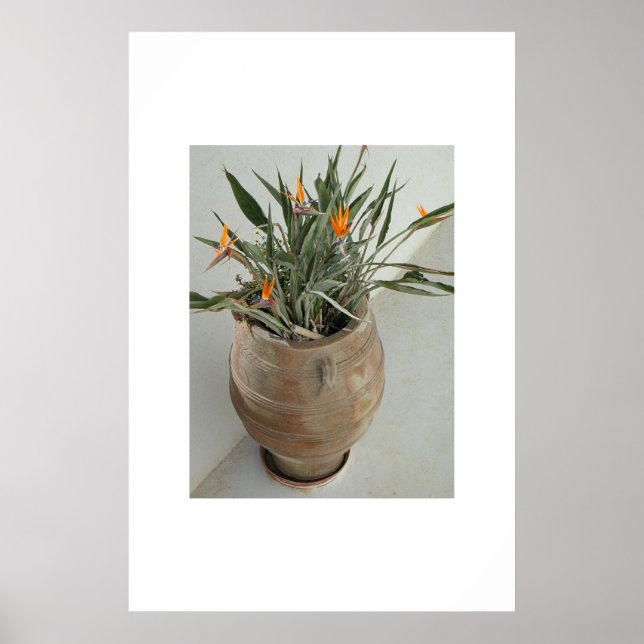 Affiche Oiseau du Paradis (Devant)