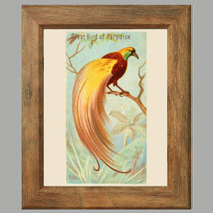 Affiche Oiseau du Paradis, Galerie Wall Set de 6, 4/6 Post