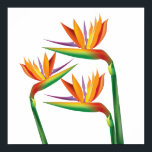 Affiche Oiseau du Paradis Mur Floral Imprimer Art<br><div class="desc">Oiseau du Paradis Mur Floral Imprimer Art.</div>