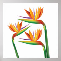 Oiseau du Paradis Mur Floral Imprimer Art