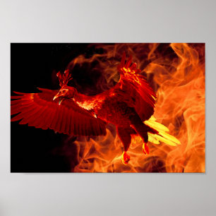 Affiche Oiseau en feu