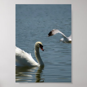 Affiche Oiseau et cygne Jouer sur un