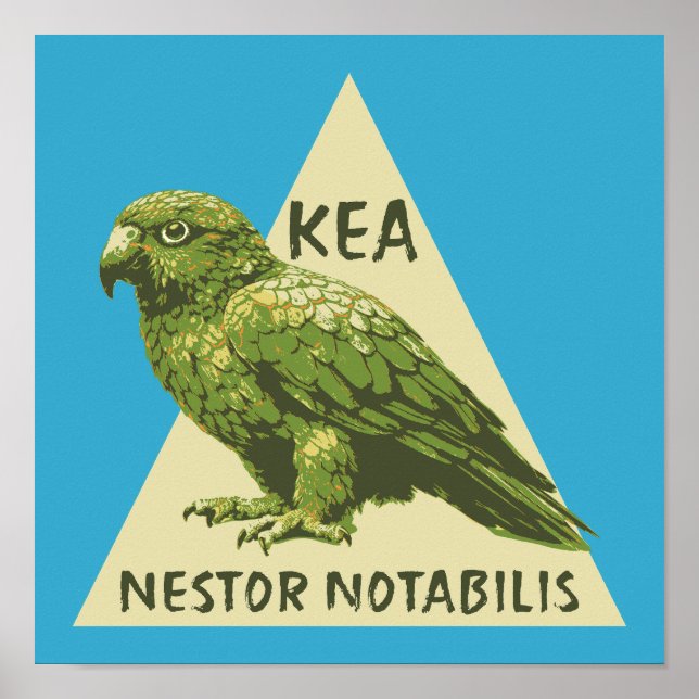 Affiche oiseau Kea de Nouvelle-Zélande (Devant)