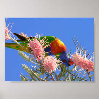 Affiche Oiseau Loriquet Arc-en-Ciel Coloré Mangeant du Nec