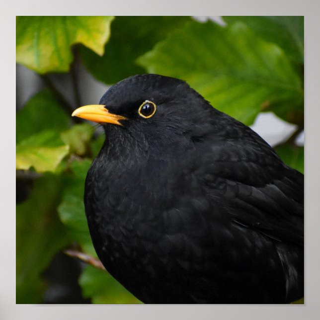 Affiche Oiseau noir (Devant)