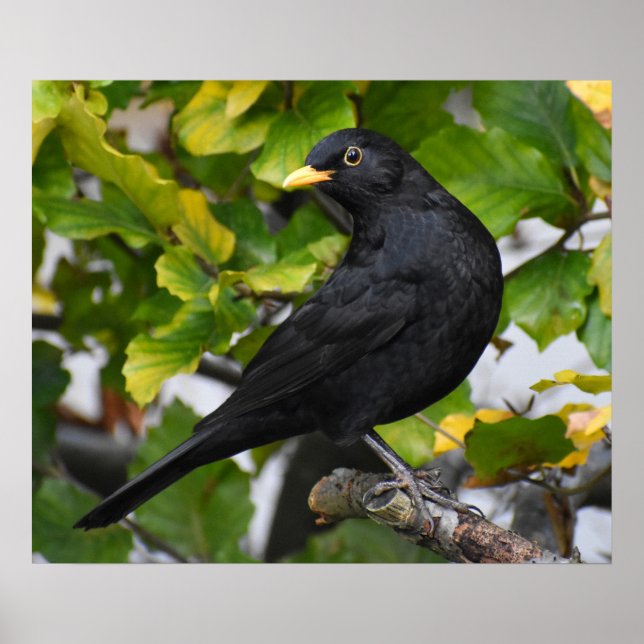 Affiche Oiseau noir (Devant)