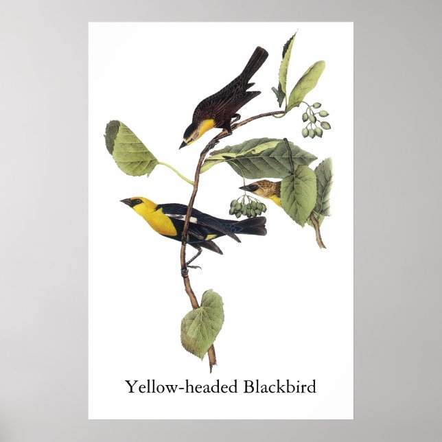 Affiche Oiseau-noir à tête jaune - John Audubon (Devant)