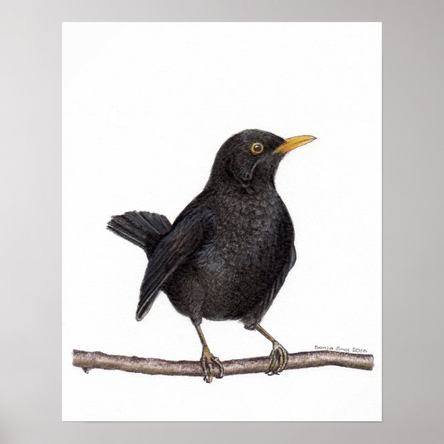 Affiche Oiseau noir (Turdus Merula) (Devant)