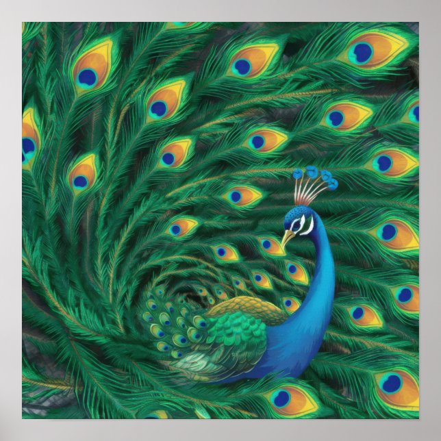 Affiche Oiseau Paon Bleu (Devant)