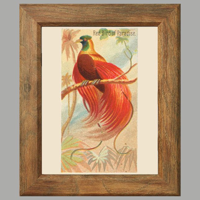 Affiche Oiseau rouge du Paradis, Galerie Wall Set de 6, 1/ (Créateur téléchargé)