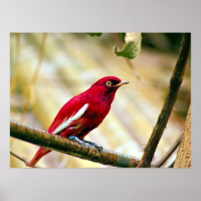 Affiche Oiseau rouge Pompadour Cotinga (Devant)