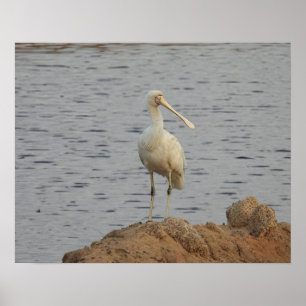 Affiche Oiseau spatule