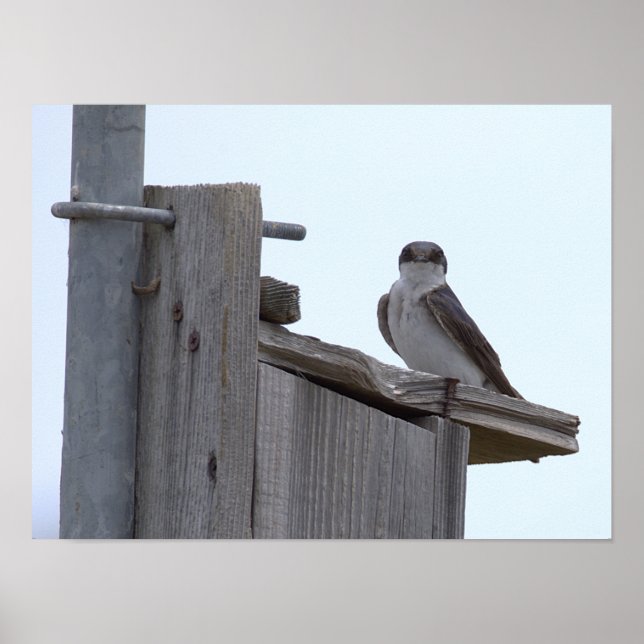 Affiche Oiseau sur Niche à Oiseaux (Devant)