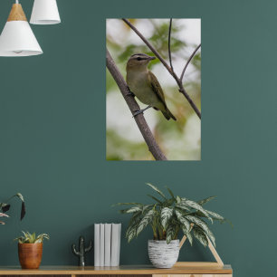 Affiche Oiseau vert, Vireo à yeux rouges, Photographie can