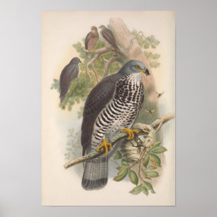 Affiche Oiseau vintage de buzzard de miel