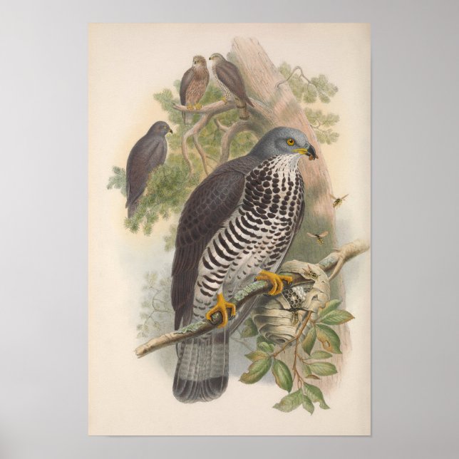 Affiche Oiseau vintage de buzzard de miel (Devant)