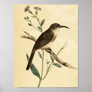 Affiche Oiseau vintage de grive