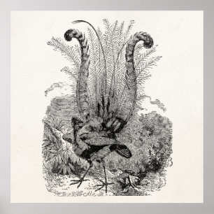 Affiche Oiseau vintage personnalisé - Oiseaux rétro Lyrebi