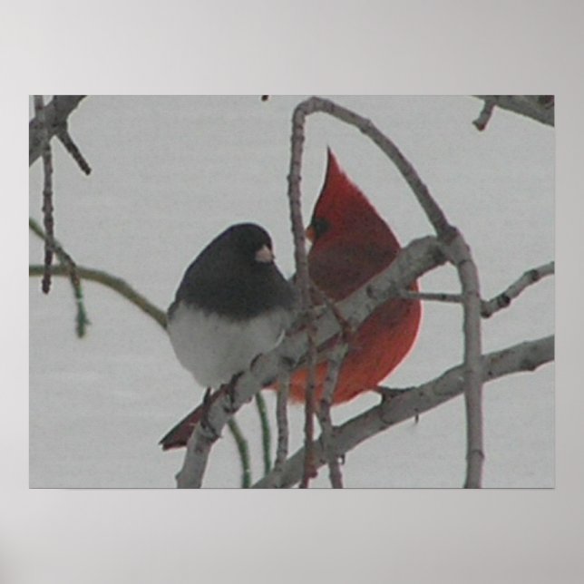 Affiche Oiseaux (Devant)