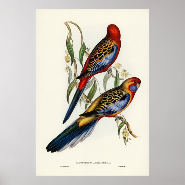 Affiche Oiseaux (Devant)