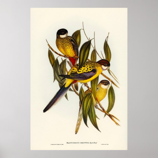 Affiche Oiseaux 3 (Devant)